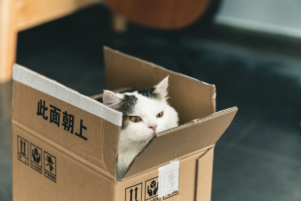cat box1